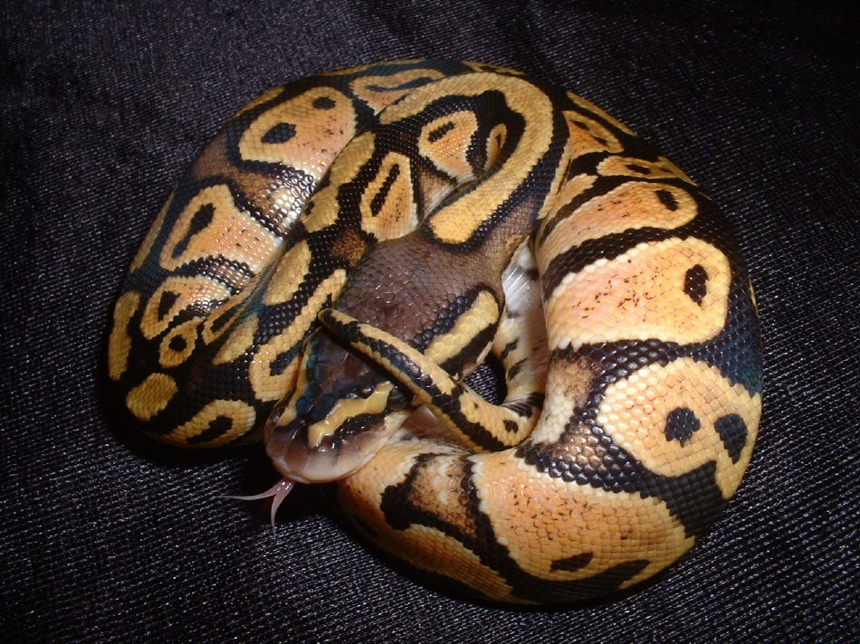 Pastel Ball