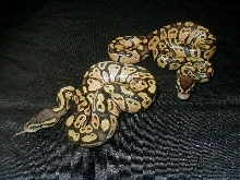 Pastel Ball