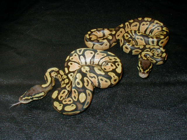 Pastel Ball