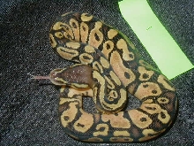 Pastel Ball