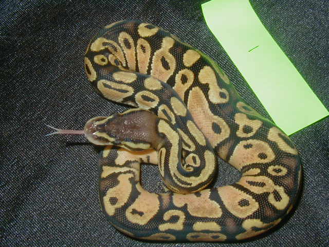 Pastel Ball