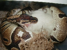 eatin pic