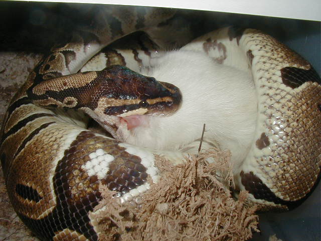 eatin pic