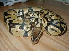Pastel Ball