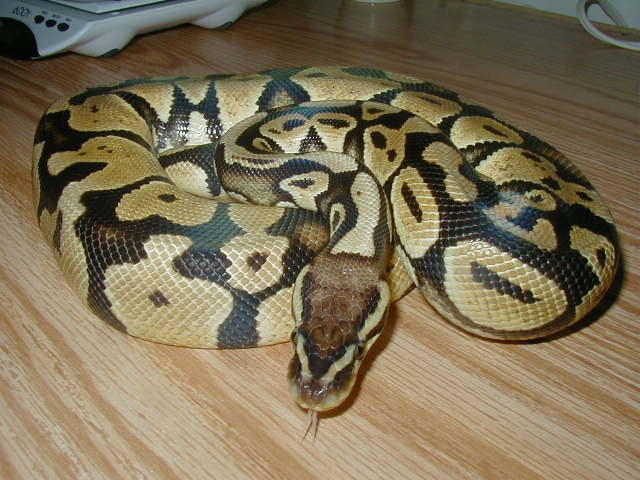 Pastel Ball