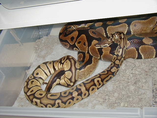 Snake love