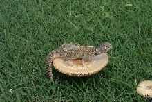 My Buddy on a mushroom