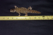 Uromastyx at 1 year