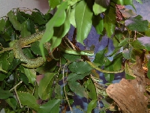 Philodryas pair.