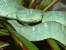 A.cloretchis 2