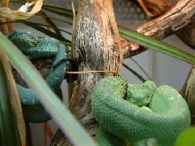 A.cloretchis