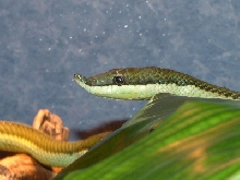 Male Philosnout.