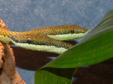 Pair of Philodryas baroni