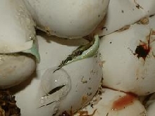 philodryas baroni hatchling.