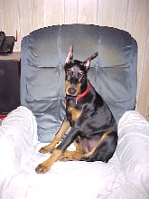 Sassy's Chair