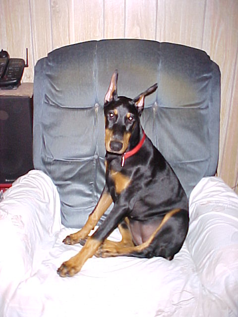 Sassy's Chair
