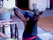 Sassy Smelling the Floweres