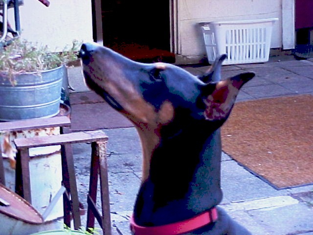 Sassy Smelling the Floweres