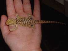 New baby