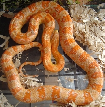 Creamsicle