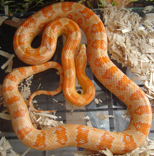 Creamsicle