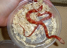 Hypo Bloodred