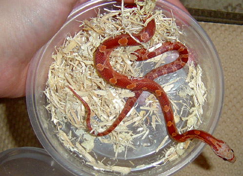 Hypo Bloodred