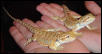 Two new baby dragons