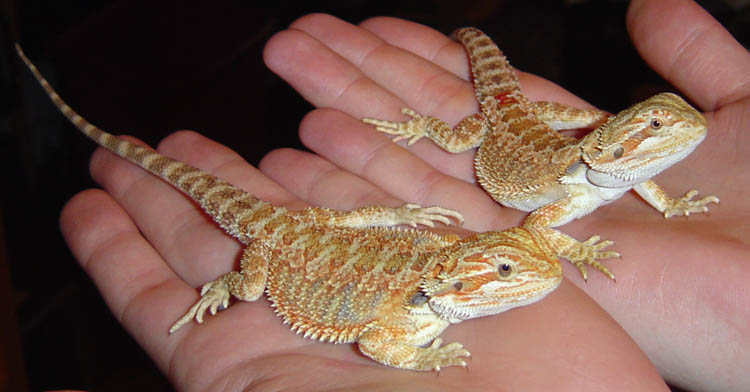 Two new baby dragons