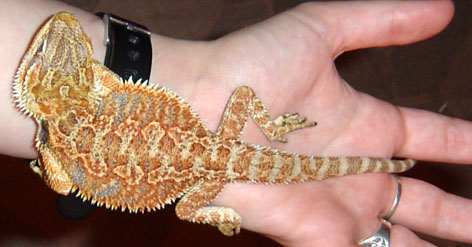 Freshly Shed
