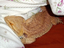 Cuddly