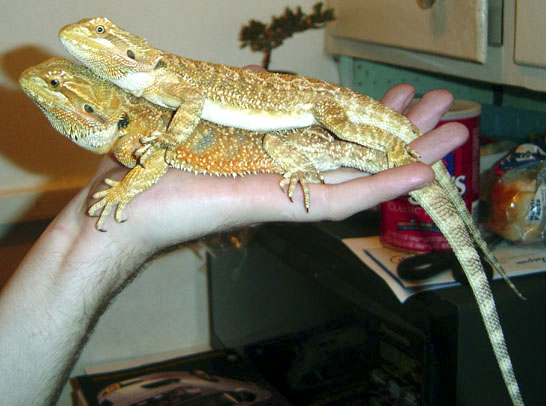 Stackable