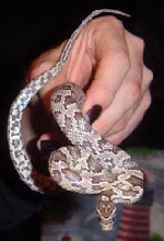 Anery female