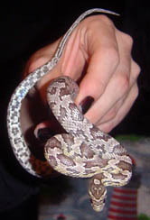 Anery female