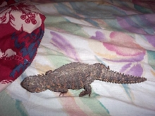 saharan female march 2005