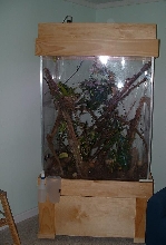 Custom tree frog setup