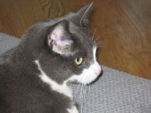 Pepper