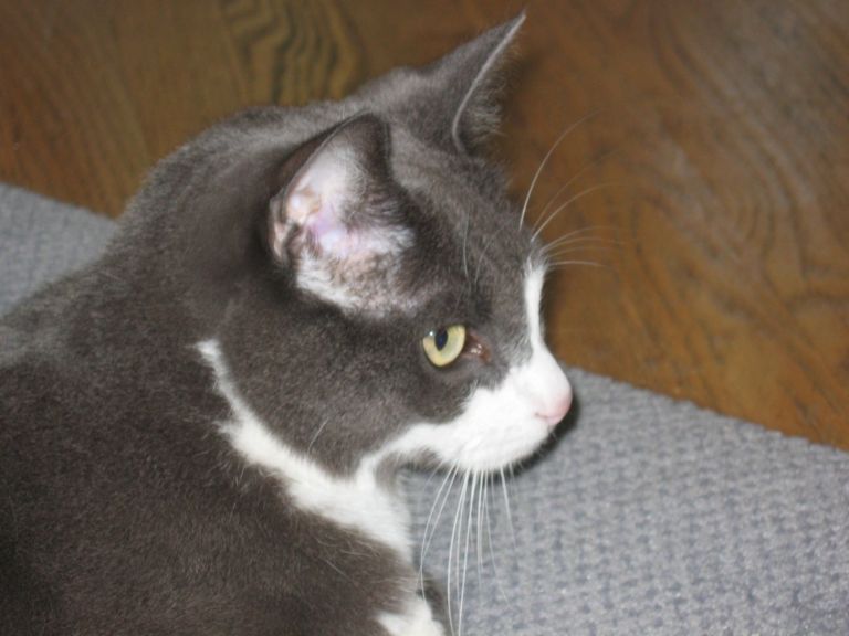 Pepper