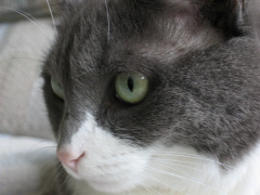 Buddy