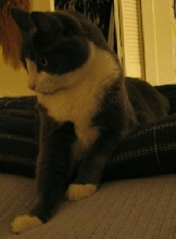 Pepper