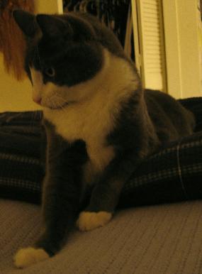 Pepper