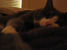 Pepper