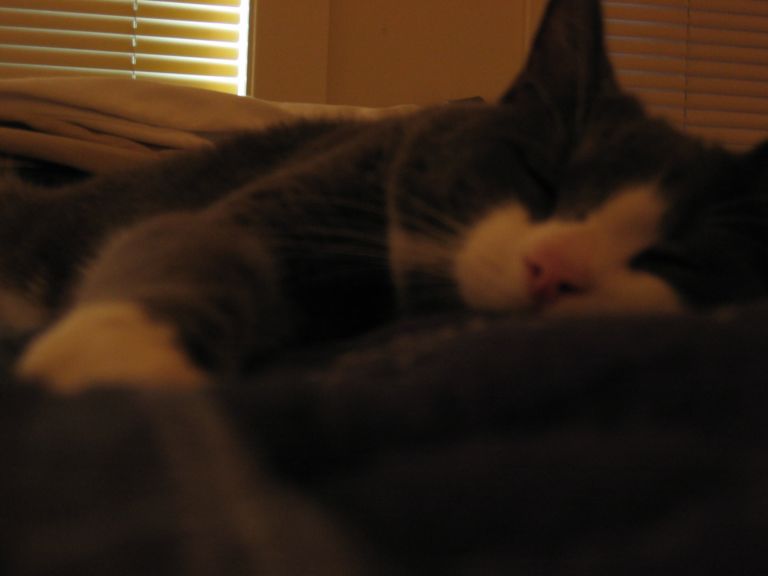 Pepper
