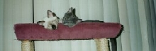 Siam & Smokey