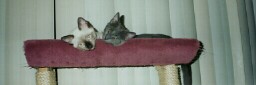 Siam & Smokey