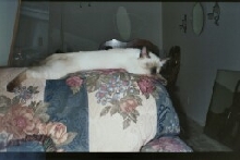 Sleeping Siam