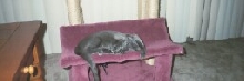 Upside Down Smokey