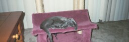 Upside Down Smokey