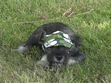 Ace is chillin'