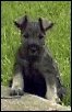 Ace is posing again! :)